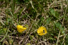 Cheilosia sp.
