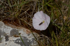 Eumerus sp.