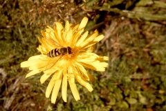 Syrphus torvus