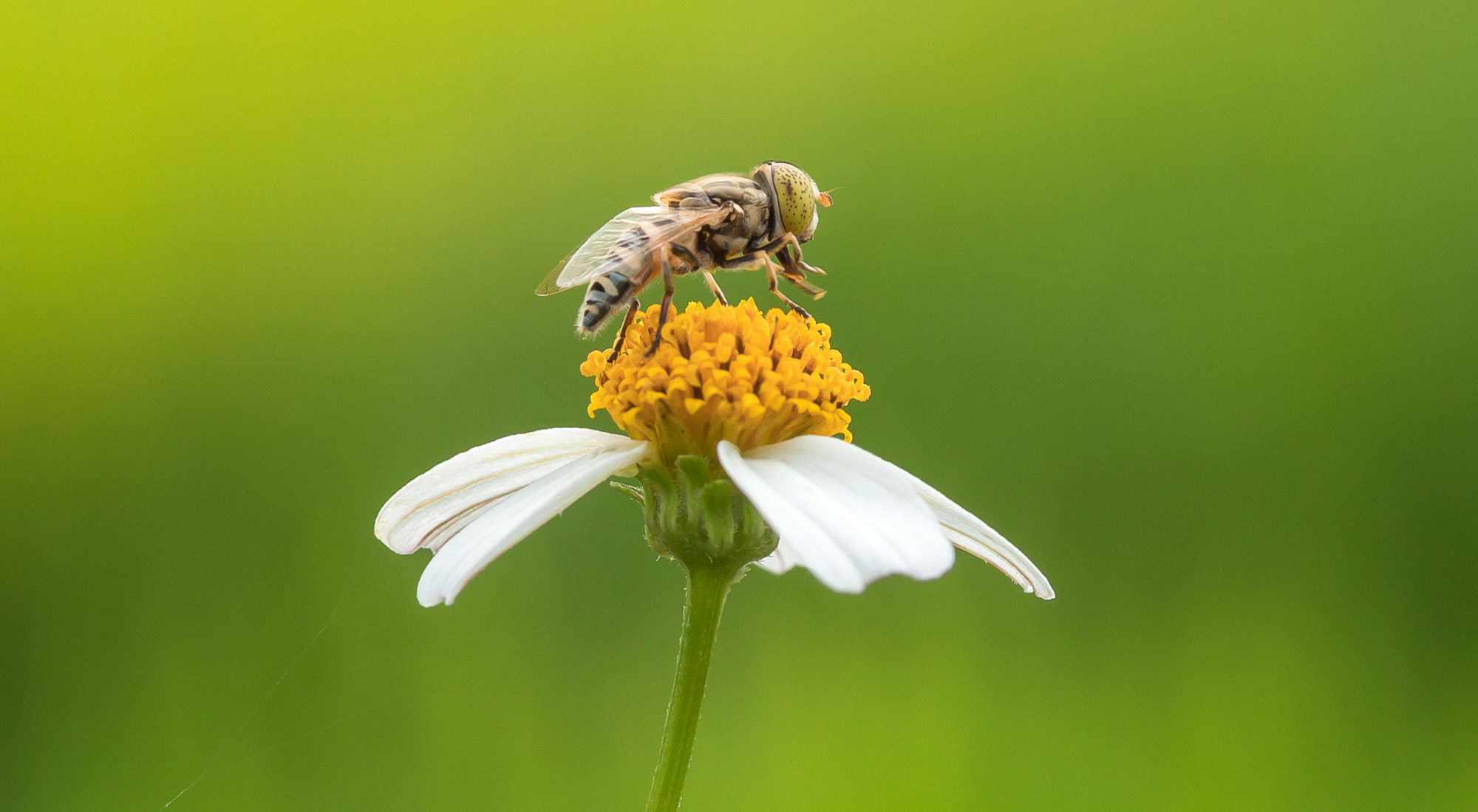 Meet our Hoverfly Experts – Interview with Andrea Aracil and Santos Rojo
