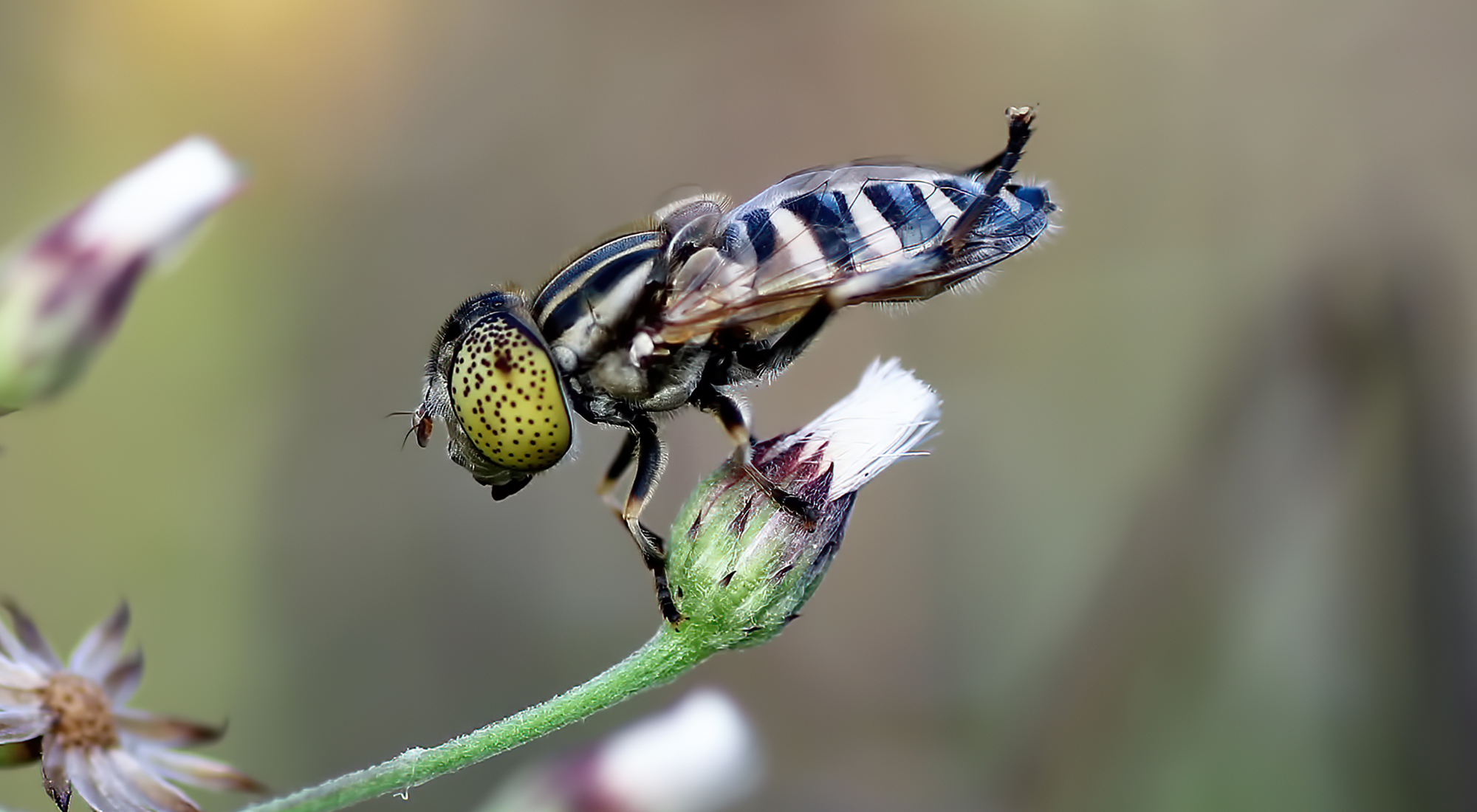 IUCN SSC Hoverfly Specialist Group