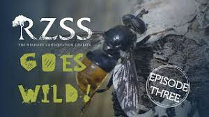 RZSS Goes Wild web series – pine hoverfly